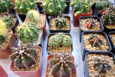 High angle view of succulent plants