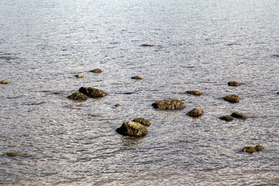 High angle view of turtle in water