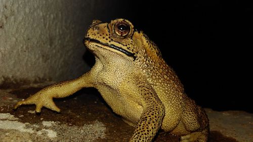 Close-up of lizard