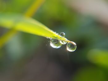 Close-up of water drop on leaf