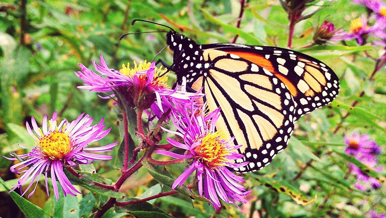 flower, insect, one animal, animals in the wild, animal themes, butterfly - insect, wildlife, freshness, pollination, fragility, butterfly, petal, beauty in nature, close-up, growth, focus on foreground, symbiotic relationship, animal markings, plant, nature