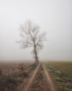 Road amidst trees on field against sky during foggy weather