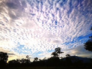 Silhouette trees on landscape against sky