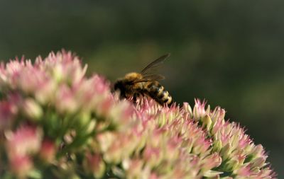 Close-up of butterfly pollinating on flower