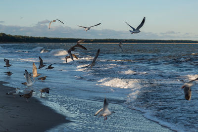 Birds flying over beach against sky