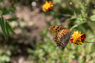 Close-up of butterfly pollinating on flower