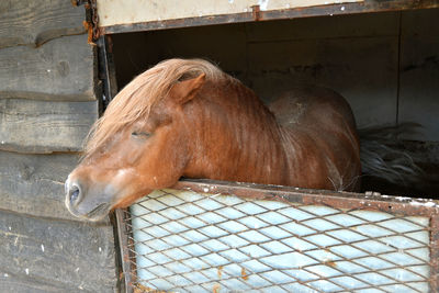 Close-up of horse