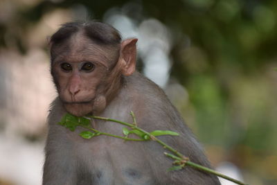 Portrait of monkey sitting outdoors