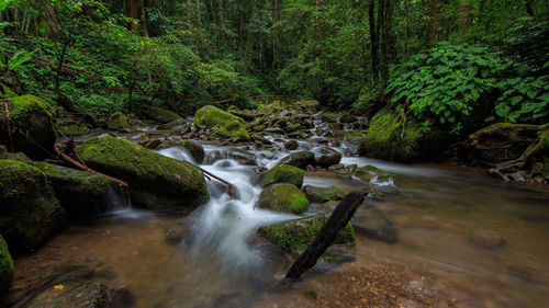 Stream flowing through rocks in forest