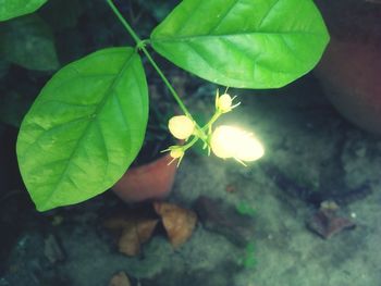 High angle view of plant