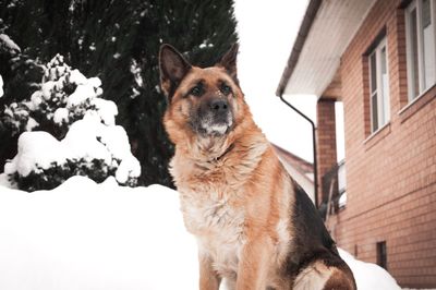 Close-up of dog in snow