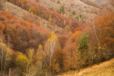 Scenic view of forest during autumn