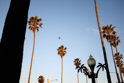 Low angle view of palm trees against sky