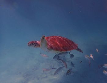 Close-up of turtle swimming in sea