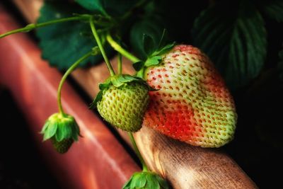 Close-up of fruits on plant