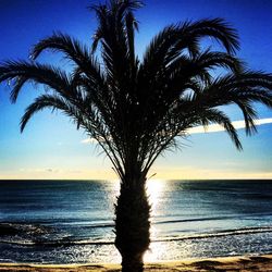 Palm tree on beach against clear sky