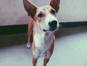 High angle portrait of dog standing outdoors