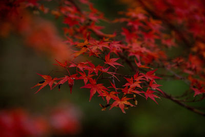 Close-up of maple leaves on tree