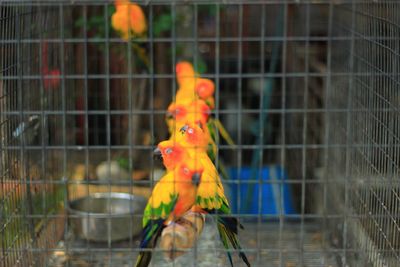 Close-up of parrot perching in cage