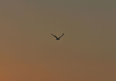 Bird flying over sea