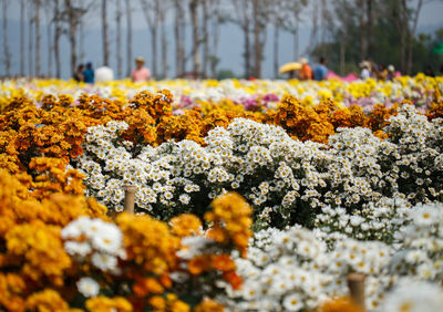 Close-up of yellow flowering plants in park