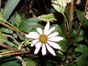 High angle view of white flower blooming outdoors