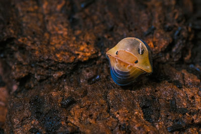 Close-up of bird on rock