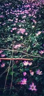 Close-up of pink flowers against sky