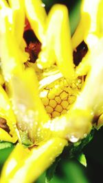 Full frame shot of yellow flower