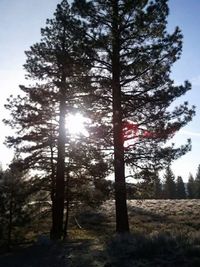 Sun shining through trees