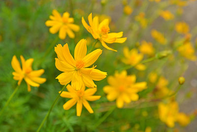 Close-up of yellow flowering plant