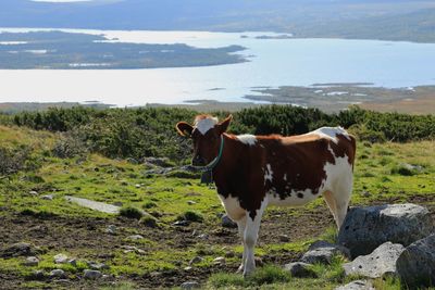 Cow standing in a field