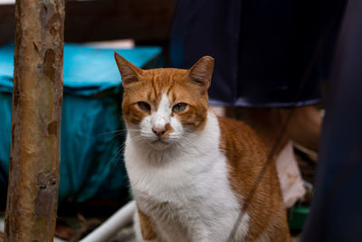 Close-up portrait of a cat