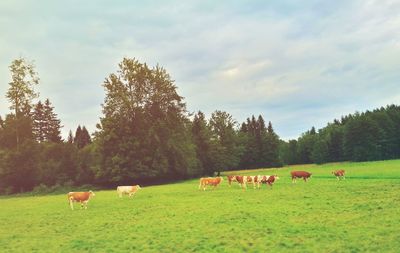 Sheep grazing on grassy field