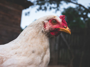 Close-up of hen at farm