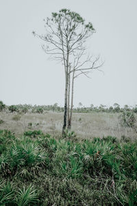 Bare tree on field against clear sky