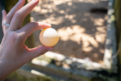 Close-up of person holding apple