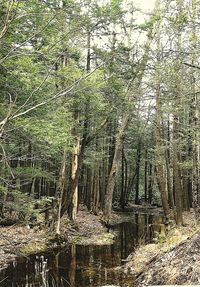 View of trees in forest