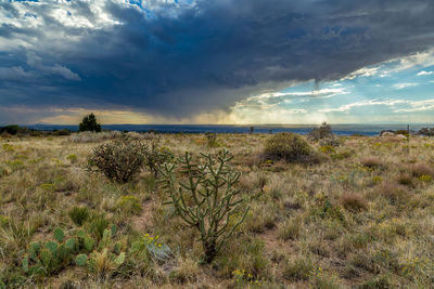 Scenic view of desert against sky