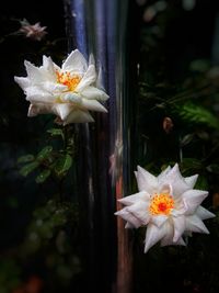 Close-up of white flower on plant