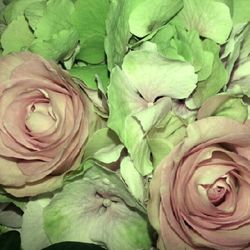 Close-up of pink rose