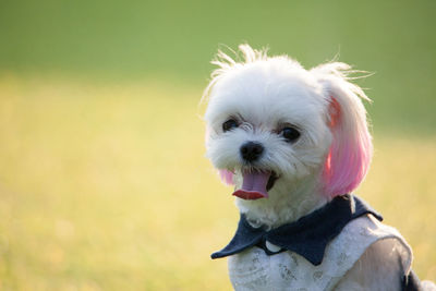 Close-up portrait of a dog