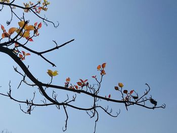 Low angle view of trees against clear sky