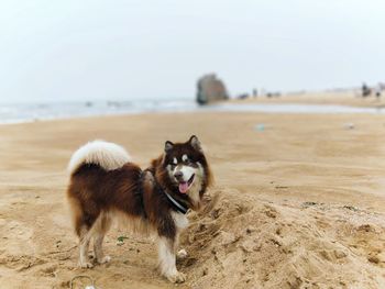 Dogs on beach