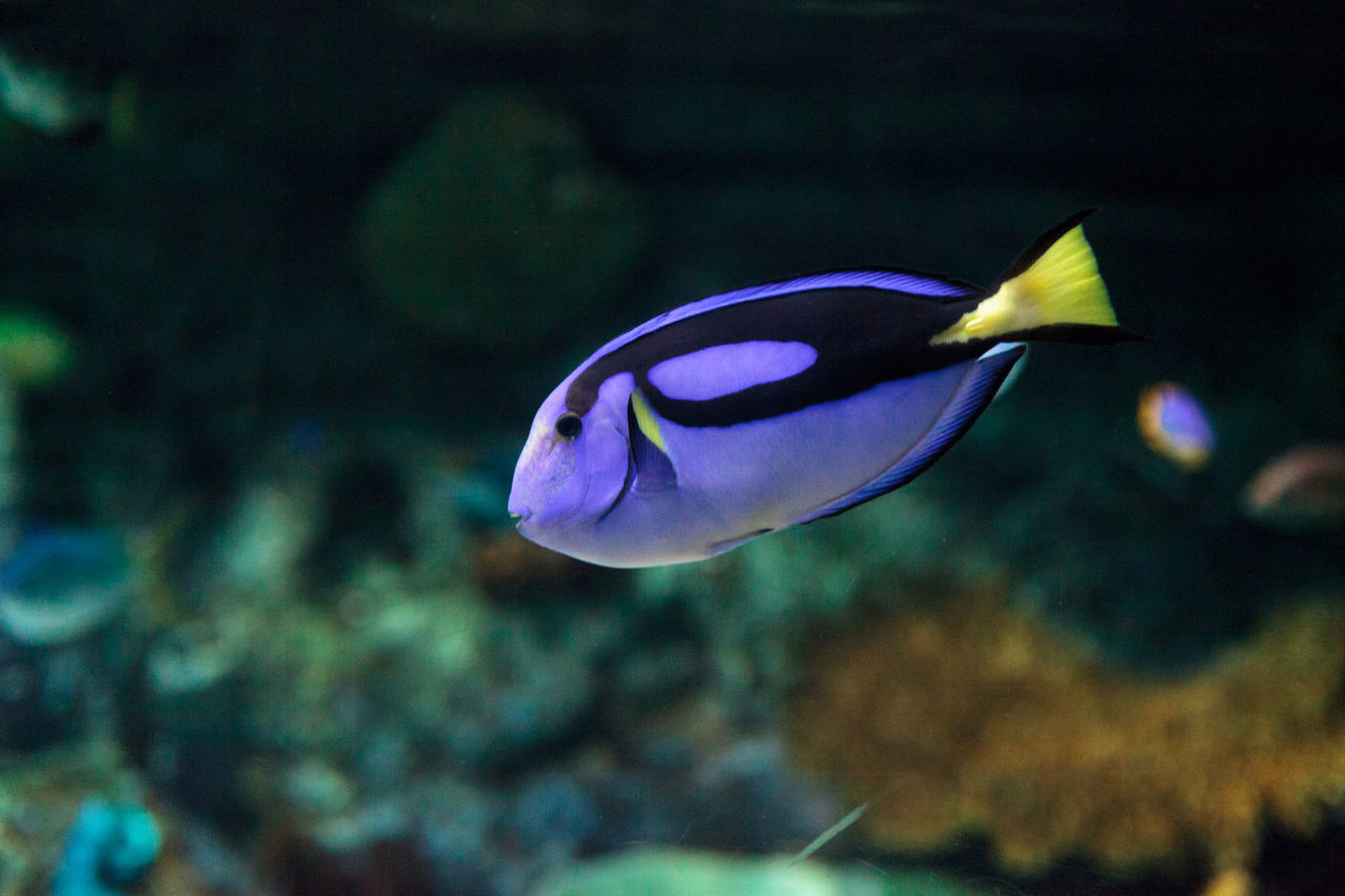 Royal blue tang