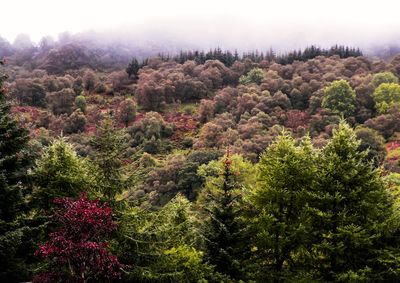 High angle view of trees in forest