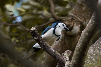 Close-up of bird perching on branch