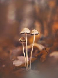 Close-up of mushroom growing on field