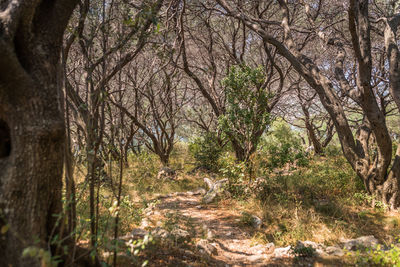 Trees in forest