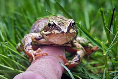 Close-up of a frog on hand